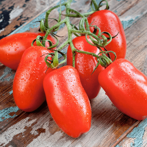 San Marzano domates